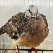 珍鳩🌟オシャレ番長💖鹿の子バト〜！