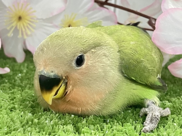 コザクラインコ（小桜インコ）