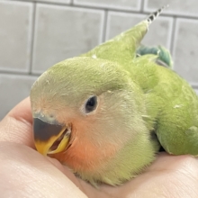 ほっと一息🌿🧸新緑抹茶パラダイス〜❕❕🍵コザクラインコ(ノーマル/2026年3月生まれ)