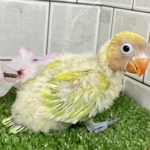 春にパッチリ👀🌱⋆｡ふきの╰(    ╯˙-˙)╯ﾄｩｯ♪🌿‬ ボタンインコ(ヤマブキ/2026年3月生まれ)