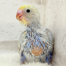 幸せ詰まったぷっくりソノウ🐣🌾セキセイインコ(パステルレインボー) ヒナ