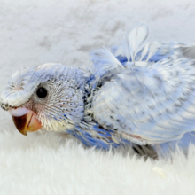 オイラの頭すごいだろ〜〜🐣🌀梵天セキセイインコ(スパングル) ヒナ