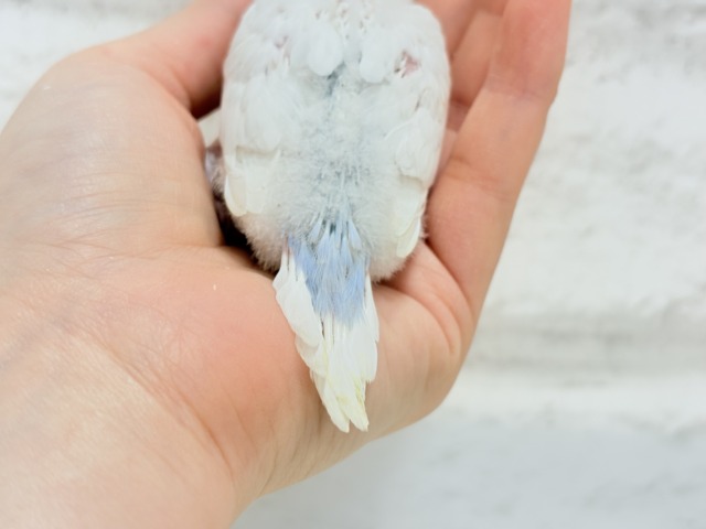 真っ白ホワイトソーダ🐣🫧セキセイインコ ヒナ