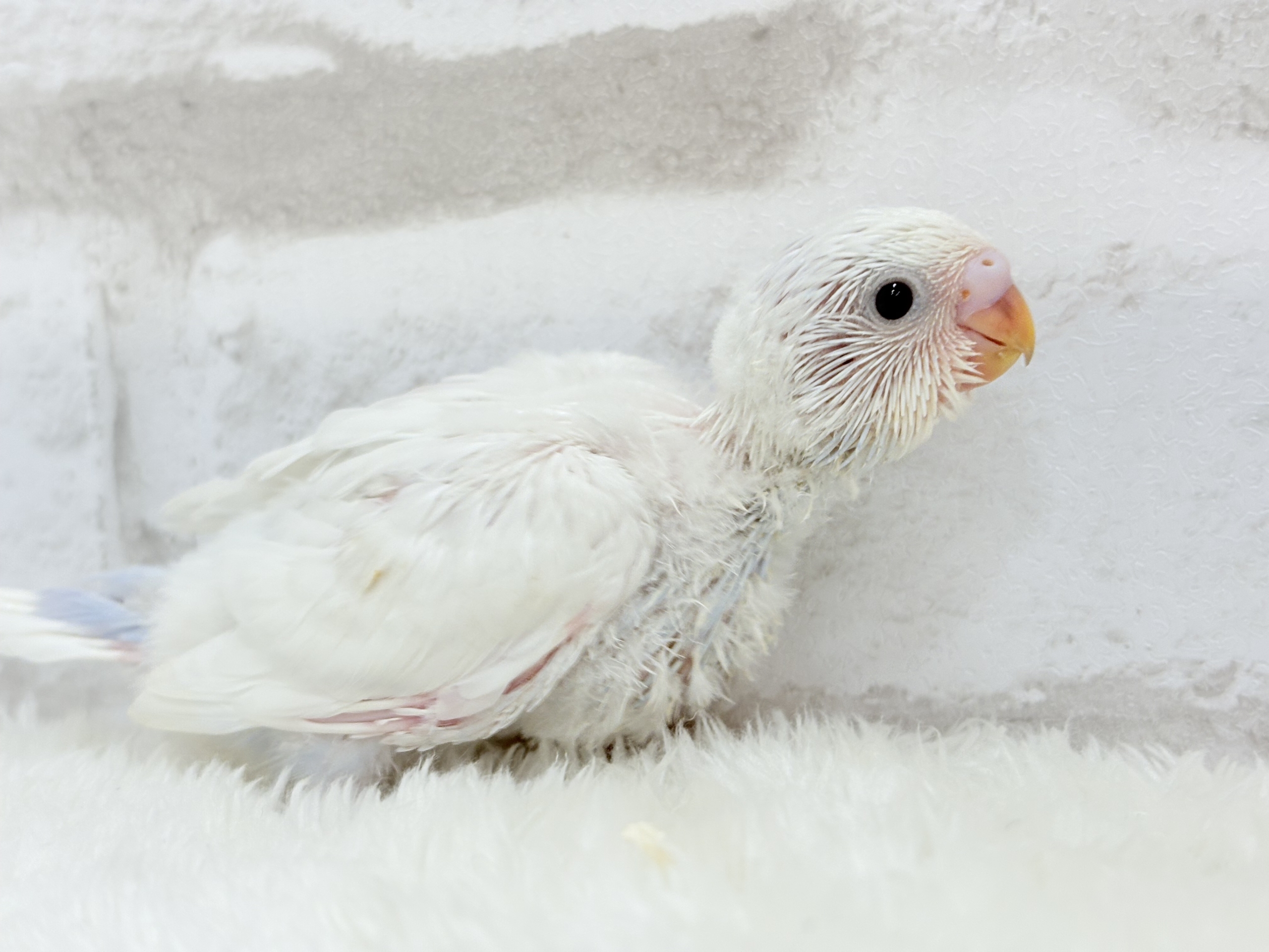真っ白ホワイトソーダ🐣🫧セキセイインコ ヒナ セキセイインコ
