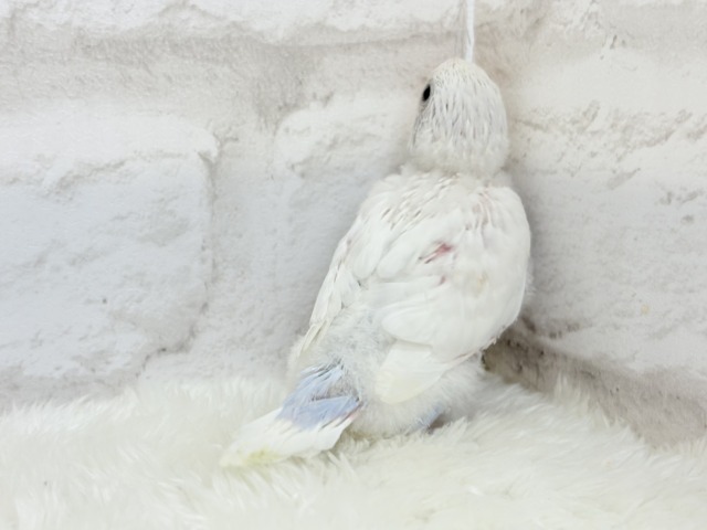 真っ白ホワイトソーダ🐣🫧セキセイインコ ヒナ
