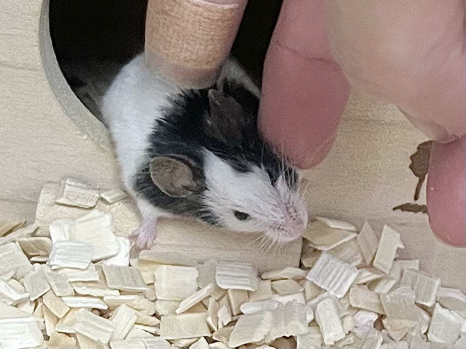 パンダマウス