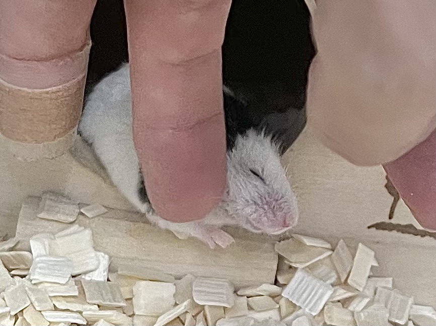 パンダマウス