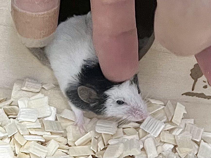 パンダマウス