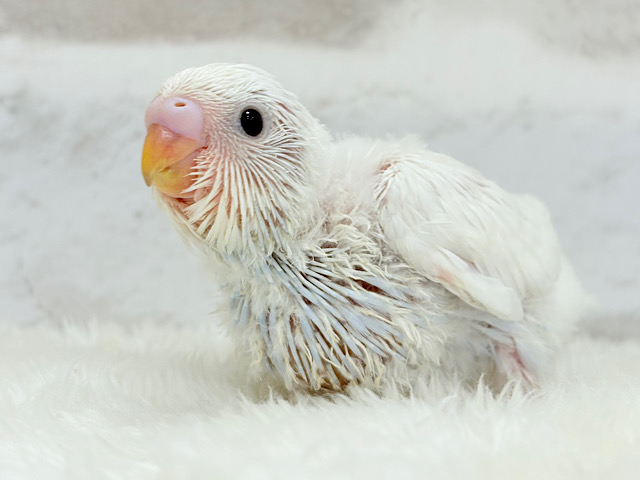 真っ白ホワイトソーダ🐣🫧セキセイインコ ヒナ 真っ白ホワイトソーダ🐣🫧セキセイインコ ヒナ