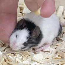 【🆙最新画像あり‼️】パンダマウス　男の子　ころころボディがたまらない！