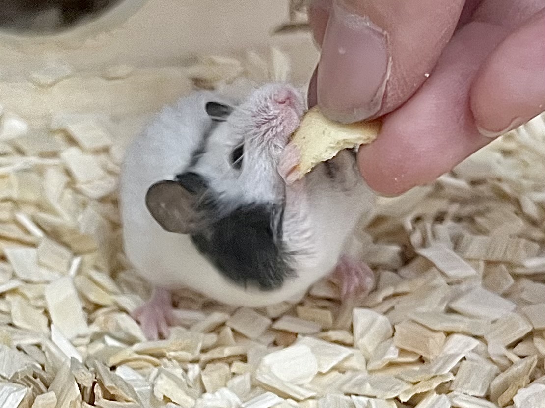 パンダマウス