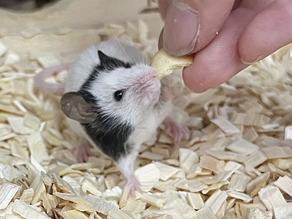 パンダマウス
