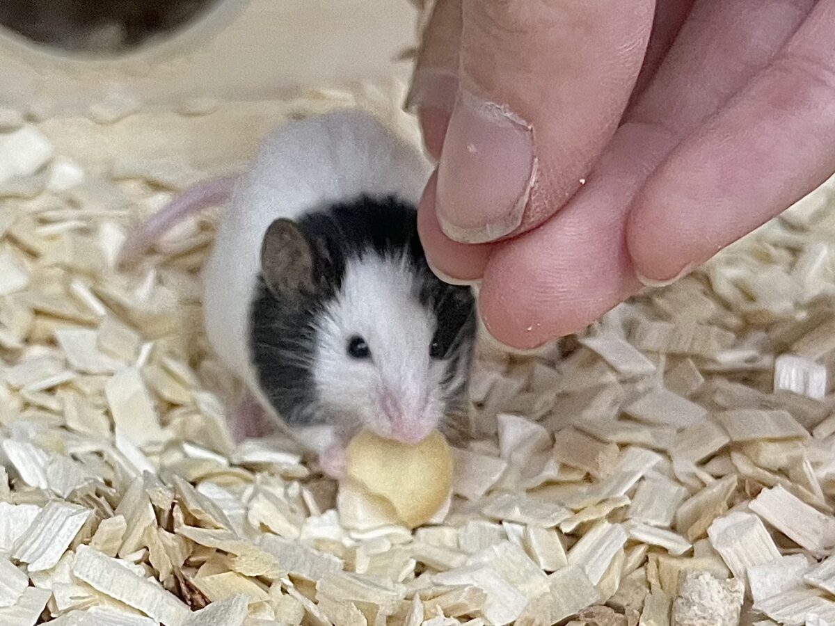 パンダマウス