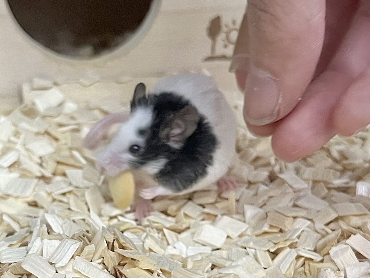 パンダマウス