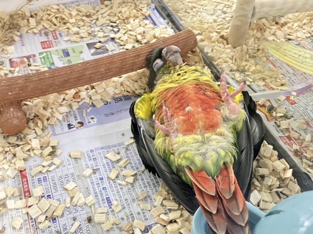 ワキコガネウロコインコ