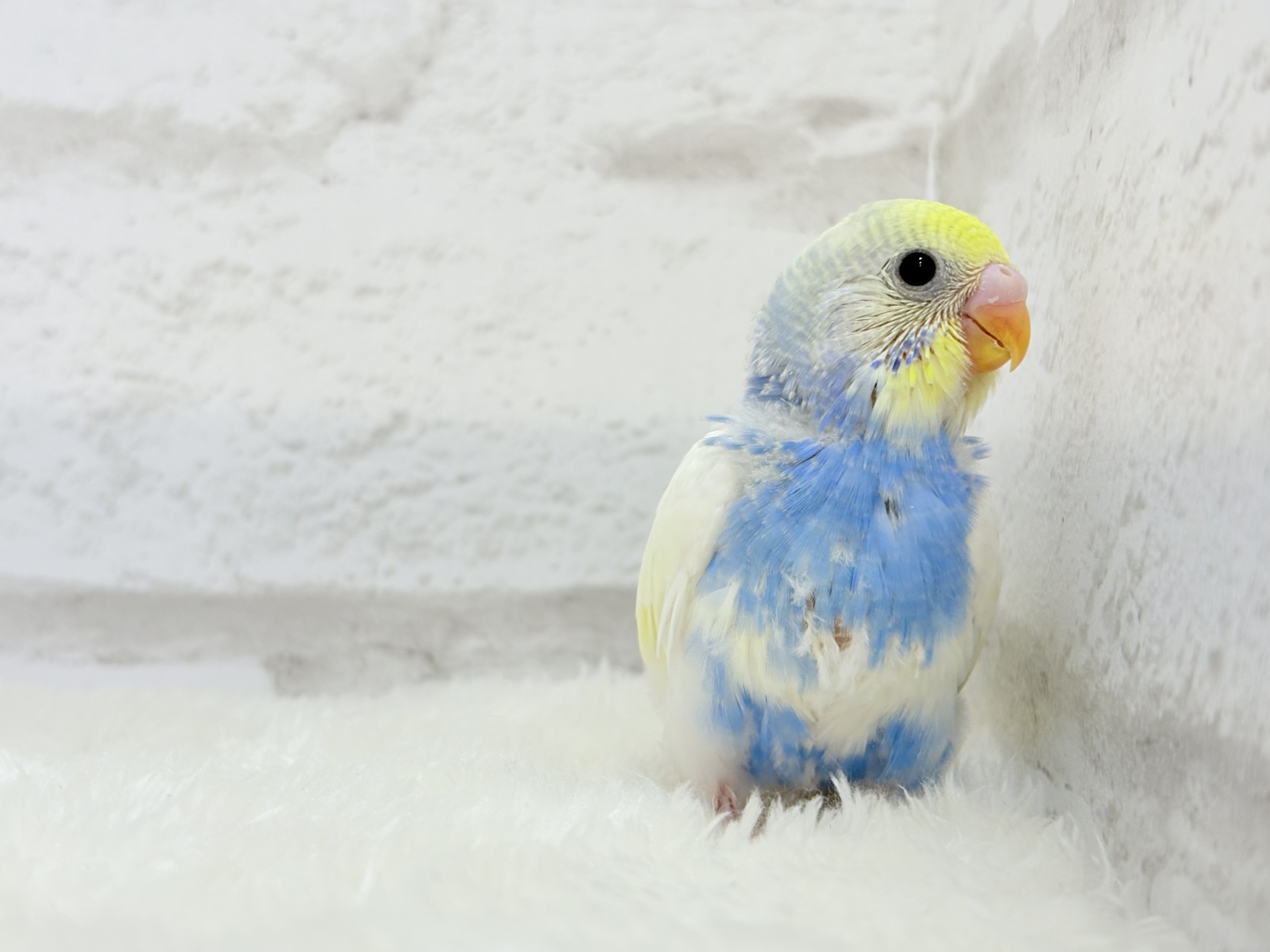 おめめくりっくり♥ベビーフェイス🐣🫧セキセイインコ(パステルレインボーパイド) ヒナ セキセイインコ