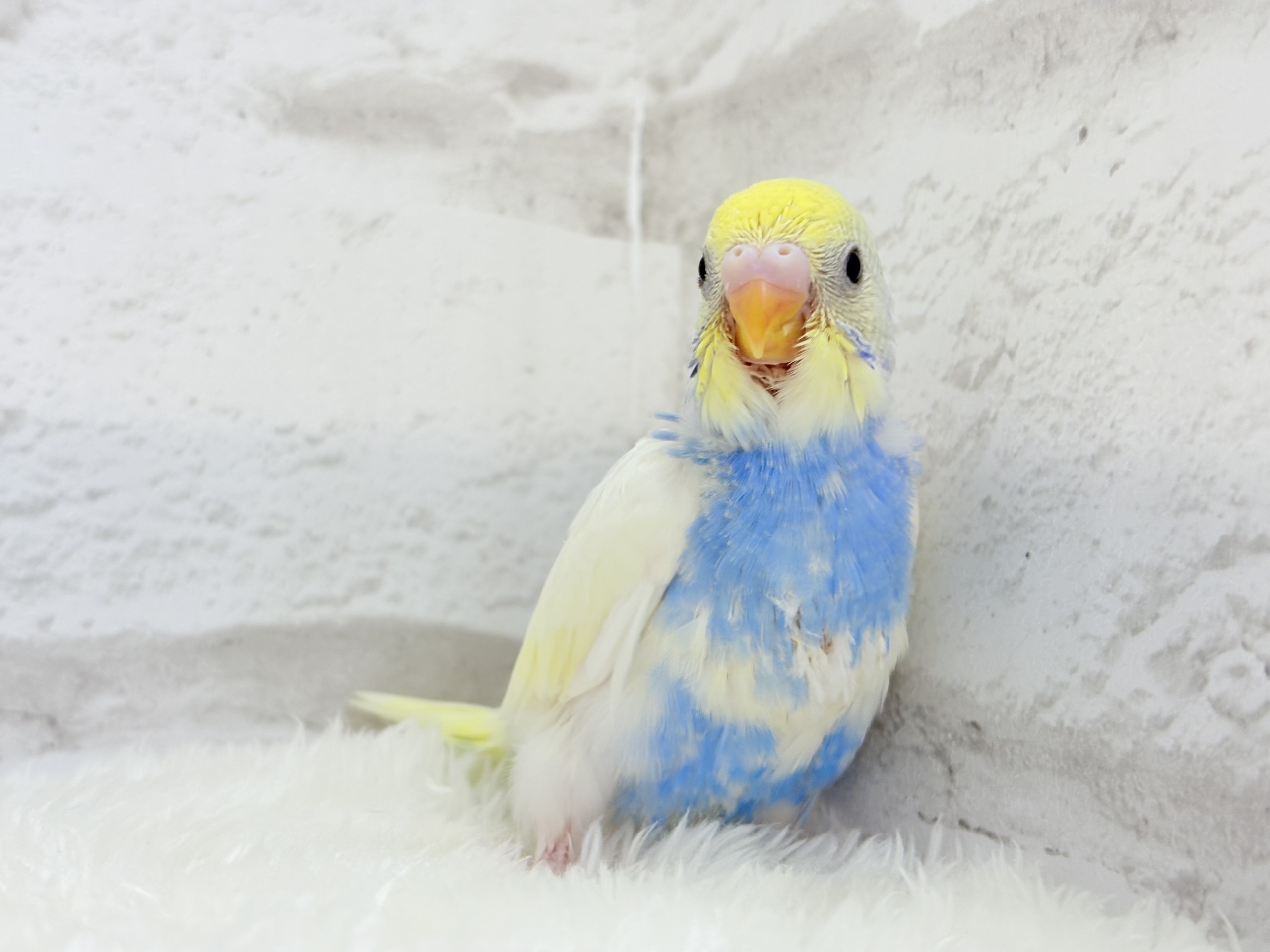 おめめくりっくり♥ベビーフェイス🐣🫧セキセイインコ(パステルレインボーパイド) ヒナ セキセイインコ