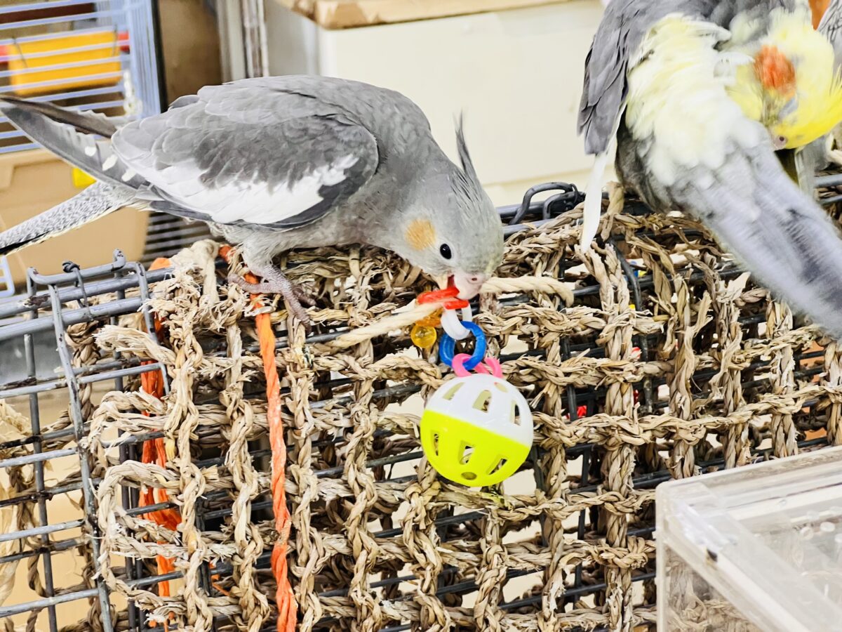 オカメインコ