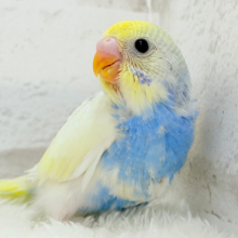 おめめくりっくり♥ベビーフェイス🐣🫧セキセイインコ(パステルレインボーパイド) ヒナ