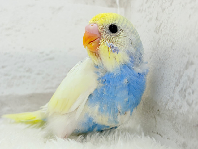 おめめくりっくり♥ベビーフェイス🐣🫧セキセイインコ(パステルレインボーパイド) ヒナ おめめくりっくり♥ベビーフェイス🐣🫧セキセイインコ(パステルレインボーパイド) ヒナ