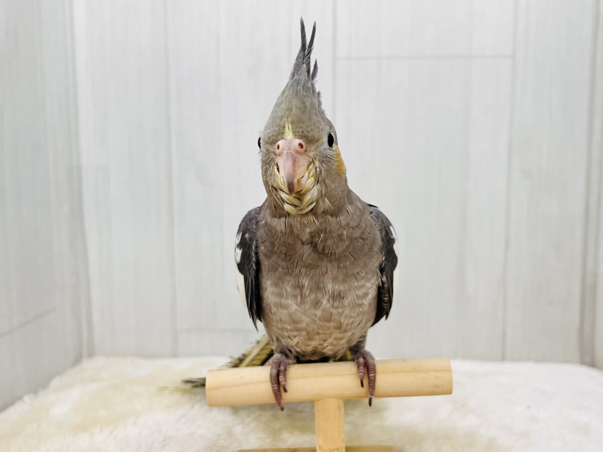 オカメインコ