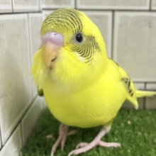 ✨最新画像✨ばちこん❕✧︎*。おめかしはではで？🎀👀✨　セキセイインコ