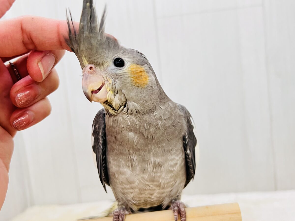オカメインコ
