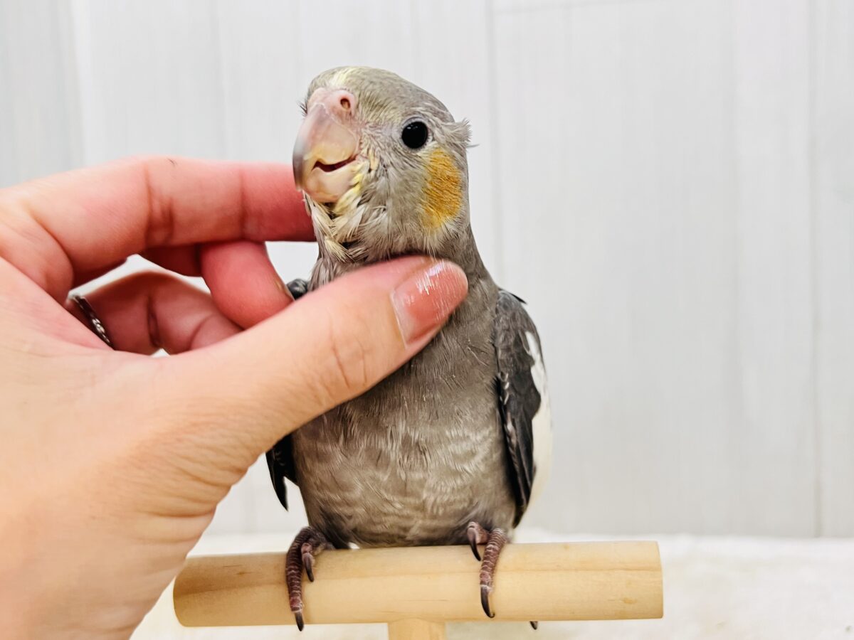 オカメインコ