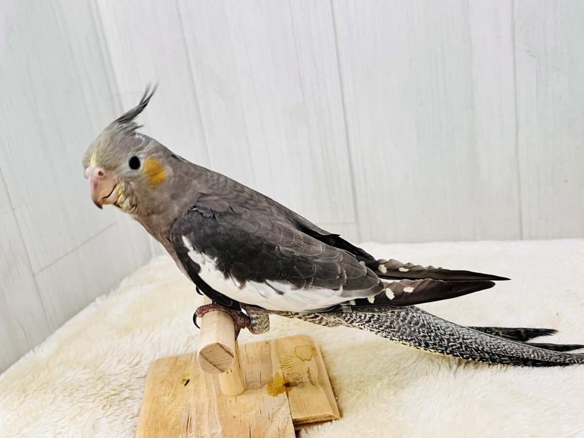 オカメインコ