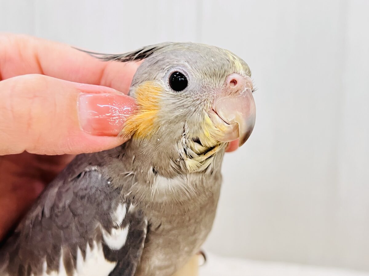 オカメインコ