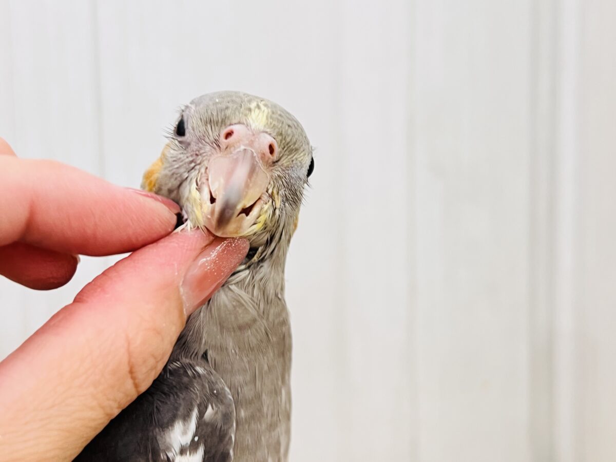 オカメインコ