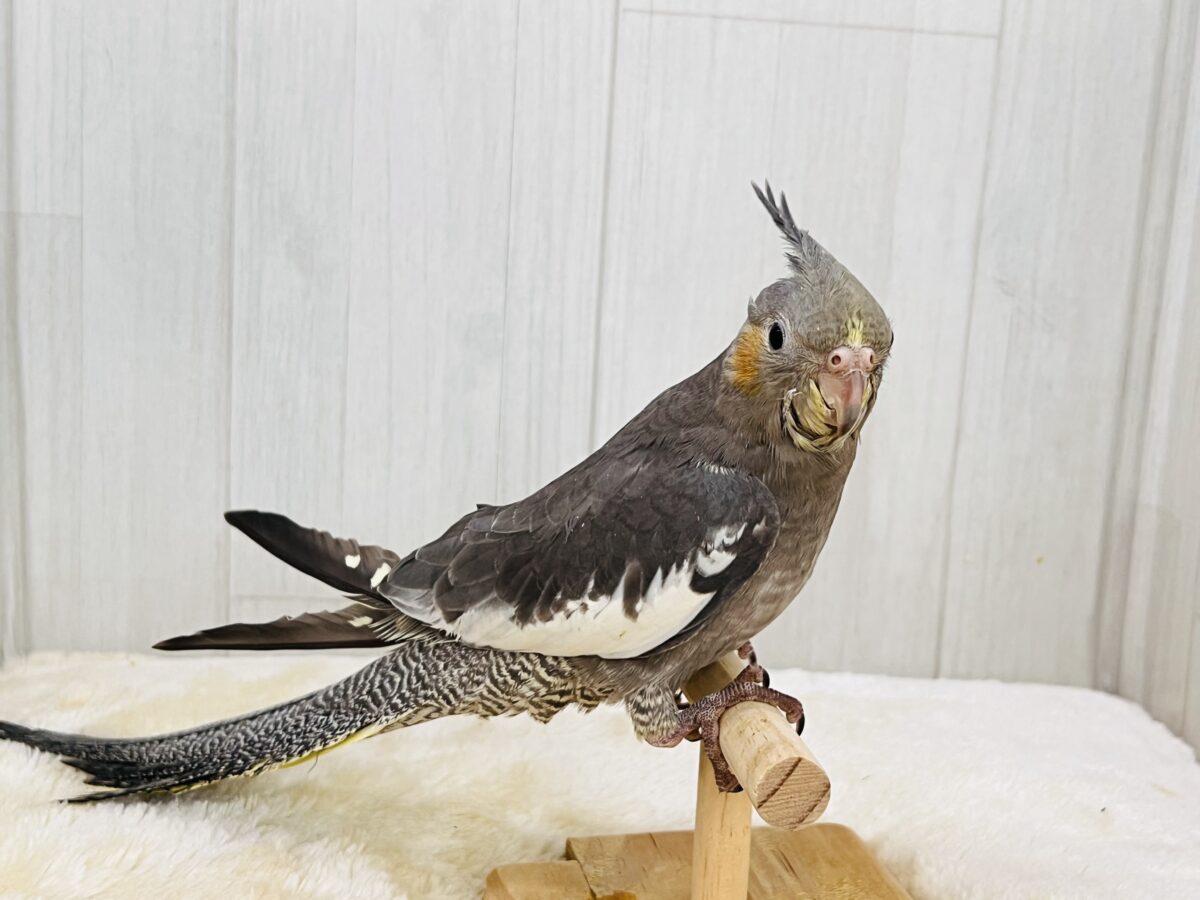 オカメインコ