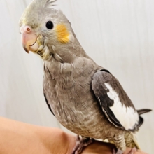 画像更新☆ガチッと成長したよ🐥⸒⸒オカメインコ(ノーマル)❤️