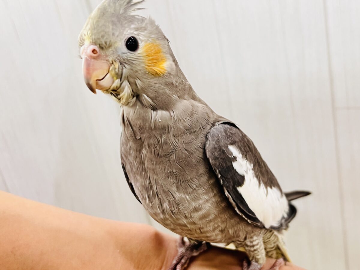 画像更新☆ガチッと成長したよ🐥⸒⸒オカメインコ(ノーマル)❤️