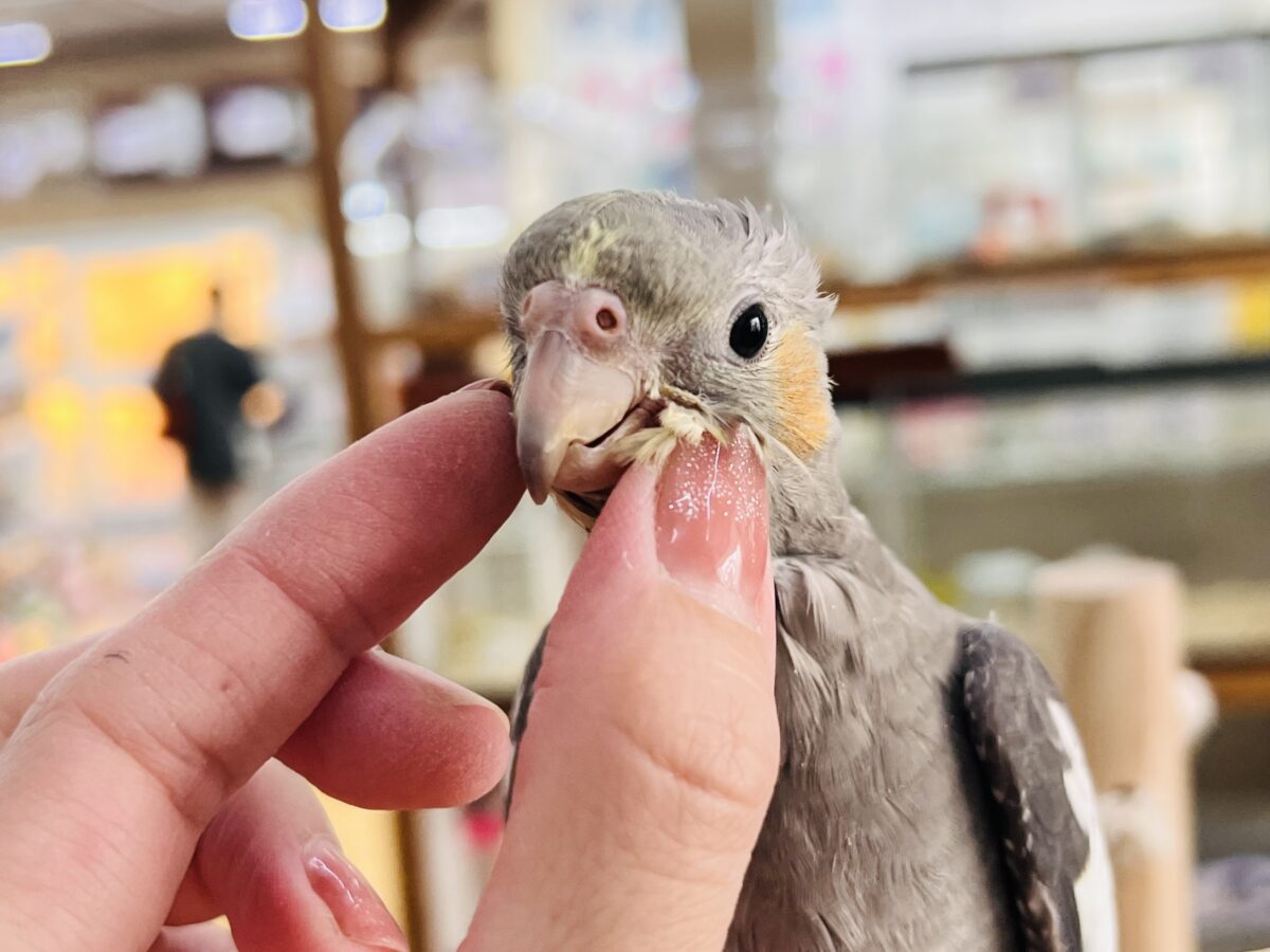 オカメインコ