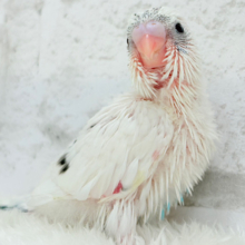 背中のポッチを数えてみよう🐣💫セキセイインコ(白ハルクイン) ヒナ