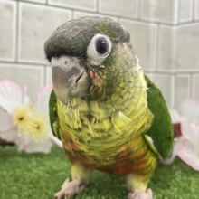✨最新画像✨ふわモコボディ☁は食いしん坊？？　ワキコガネウロコインコ　