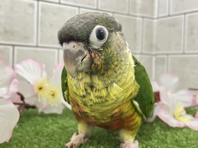 ✨最新画像✨ふわモコボディ☁は食いしん坊？？　ワキコガネウロコインコ　
