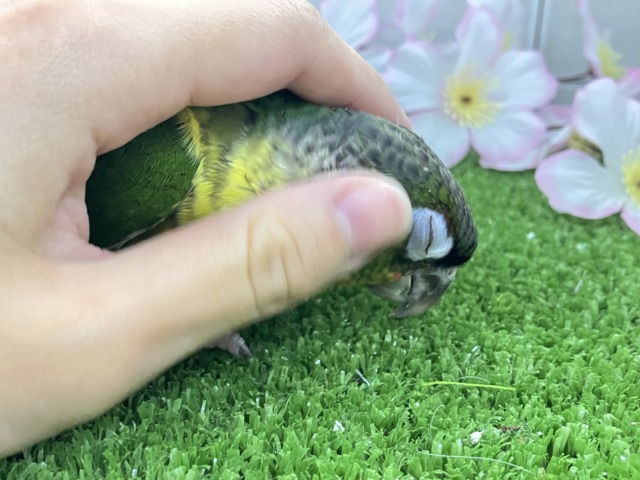 ワキコガネウロコインコ