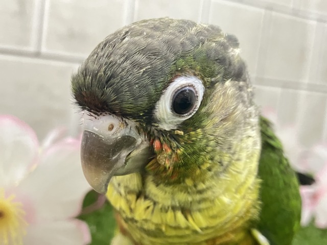ワキコガネウロコインコ