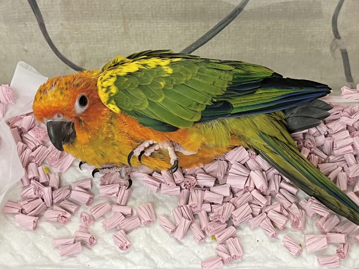 コガネメキシコインコ
