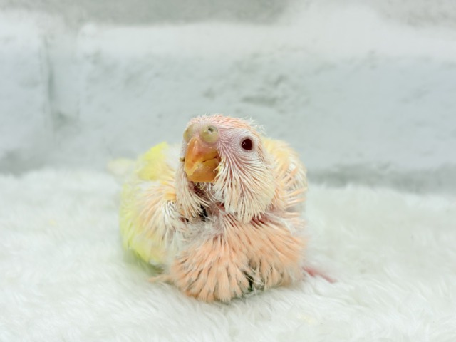 最新画像更新🪄】果汁たっぷり🫧黄桃ちゃん🐣🍑💦アキクサインコ