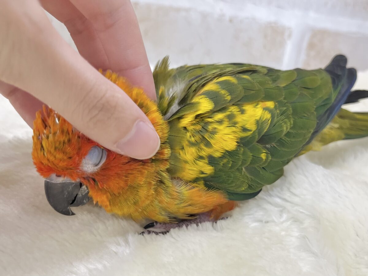 コガネメキシコインコ