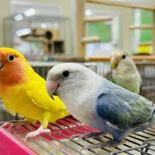 色とりどり💛💚💗～ラブバードフェア開催～🌸