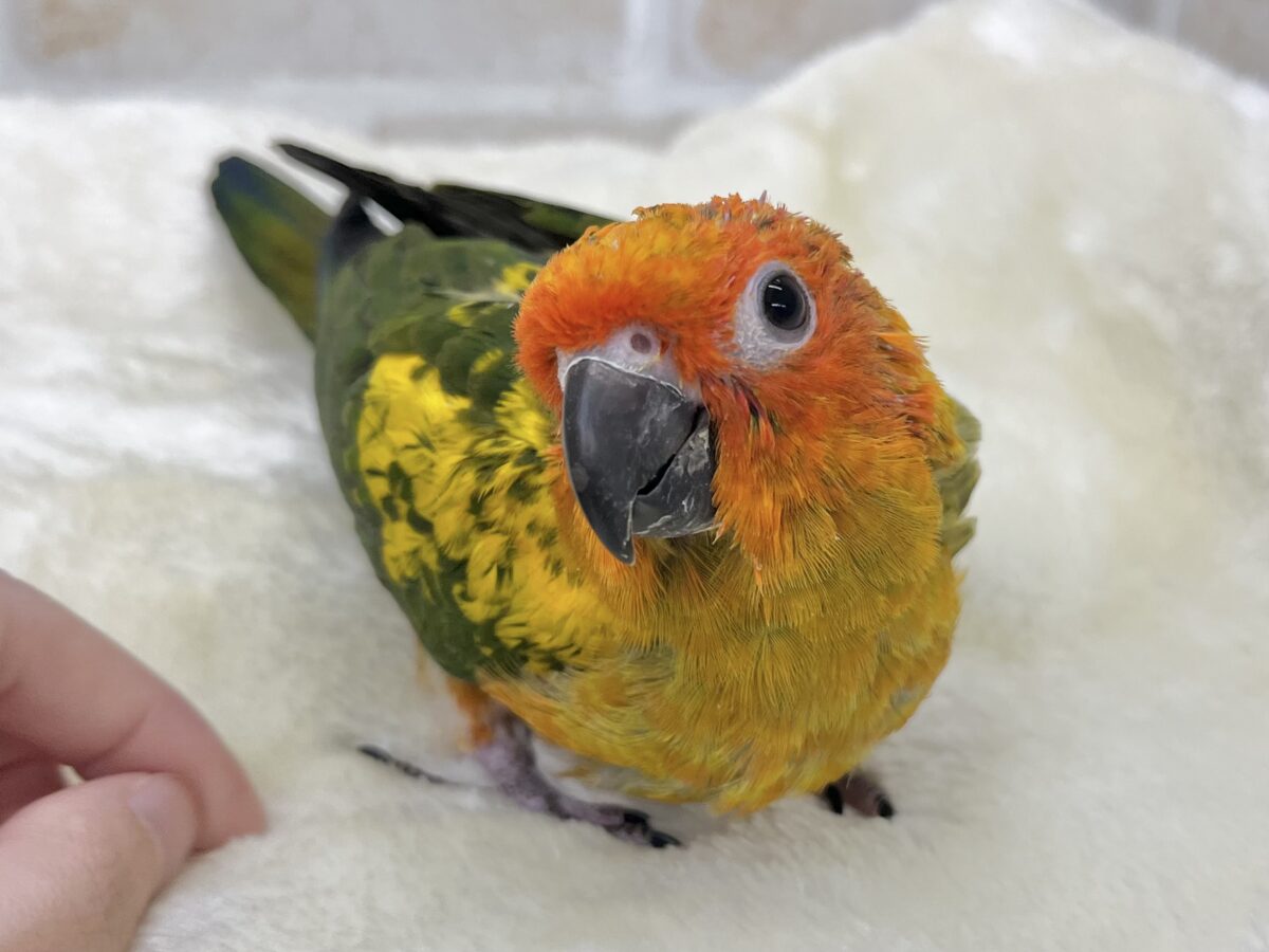 コガネメキシコインコ