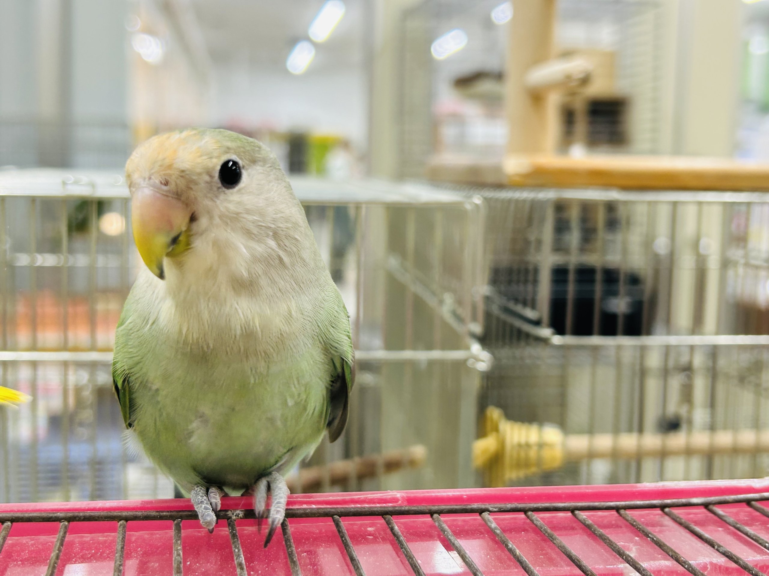 コザクラインコ（小桜インコ）