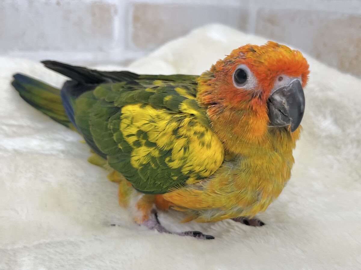 コガネメキシコインコ