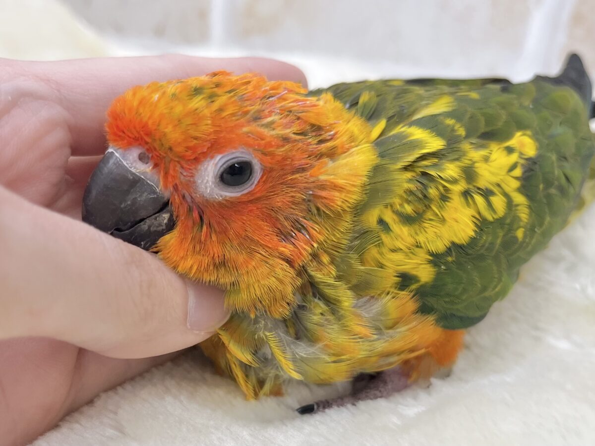 コガネメキシコインコ