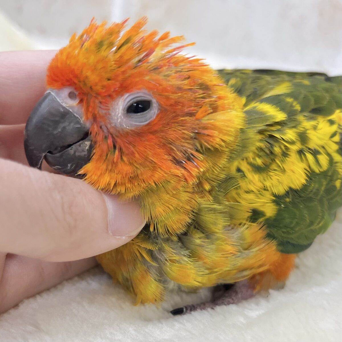 【🆙最新画像あり‼️】陽気なカラフルバード🦜🧡💛　コガネメキシコインコ