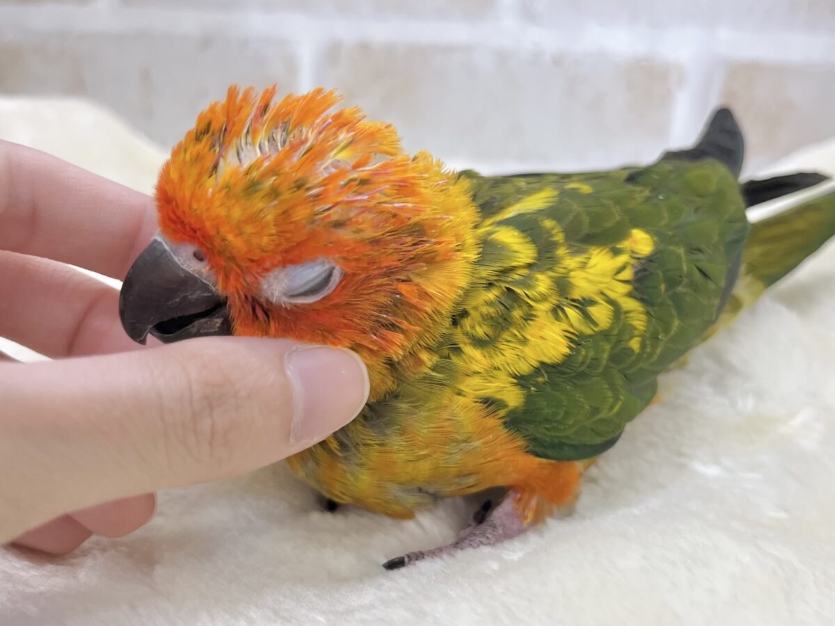 コガネメキシコインコ